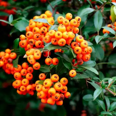 Пираканта ОРАНЖ ГЛОУ в Светлогорске