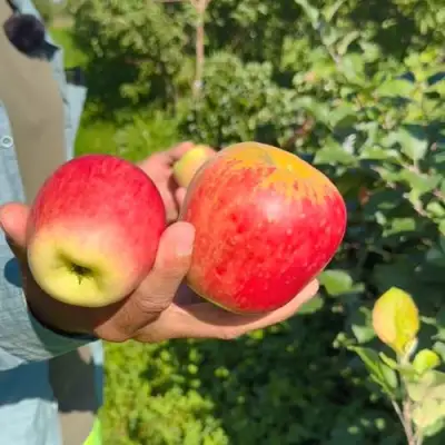 Яблоня БЛАГАЯ ВЕСТЬ в Светлогорске