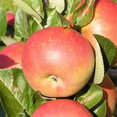 Яблоня РЕДКРАФТ в Светлогорске