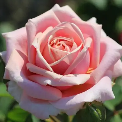 Роза ФРЕДЕРИК МИСТРАЛЬ чайно-гибридная в Светлогорске