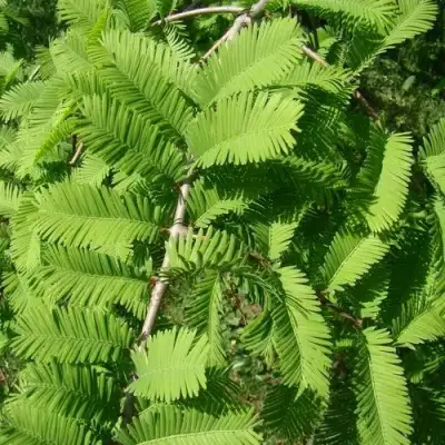 Метасеквойя  ГЛИПТОСТРОБОИДНАЯ  в Светлогорске