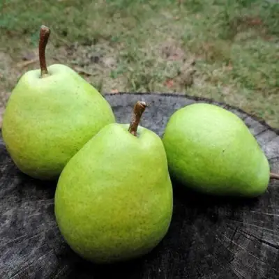 Груша БЕРЕ ЛЮКА в Светлогорске