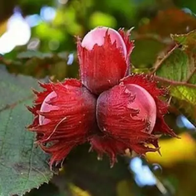 Фундук КРАСНЫЙ ЯНТАРЬ в Светлогорске