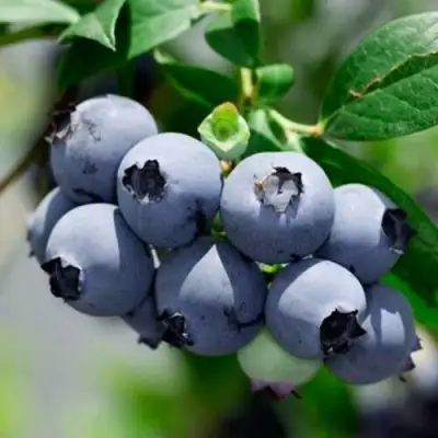 Голубика СИЕРРА в Светлогорске