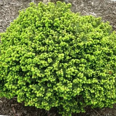 Ель ЛИТЛ ДЖЕМ обыкновенная в Светлогорске