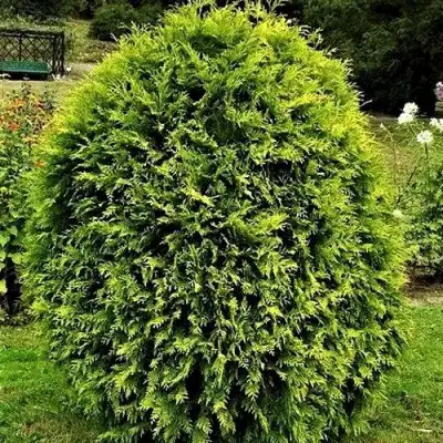 Туя ТИП ТОП западная в Светлогорске