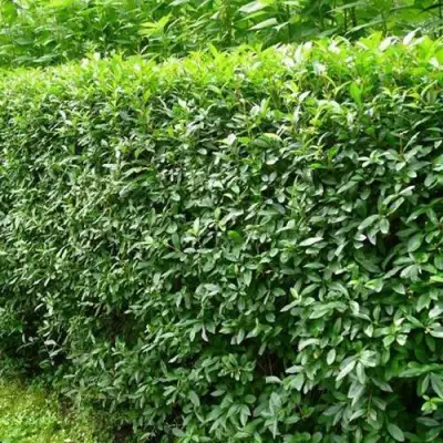 Бирючина обыкновенная в Светлогорске