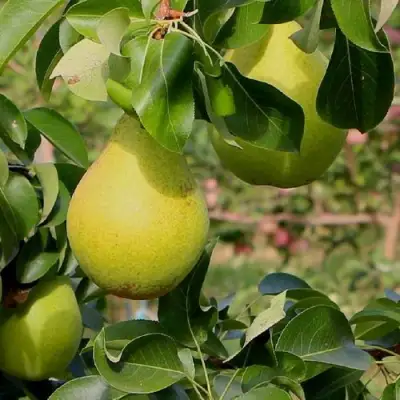 Груша ДОБРЯНКА в Светлогорске