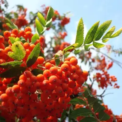 Рябина ВЕФЕД сладкоплодная в Светлогорске