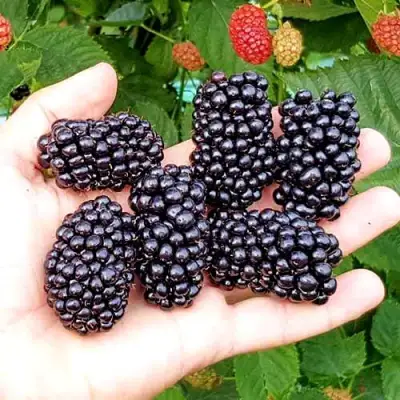 Ежевика ОУАЧИТА бесшипная  в Светлогорске