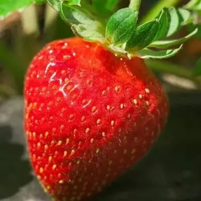 Клубника АЛЬБА в Светлогорске