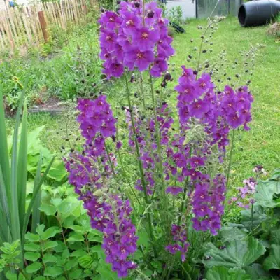 Коровяк ВИОЛЕТТА (вербаскум) в Светлогорске