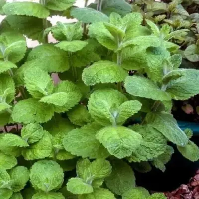 Мята яблочная в Светлогорске