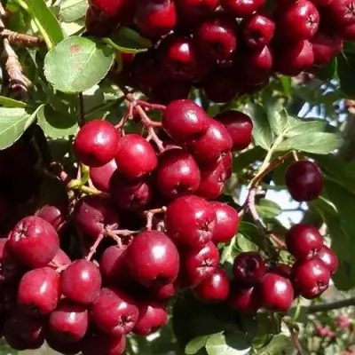 Рябина ГРАНАТНАЯ сладкоплодная в Светлогорске