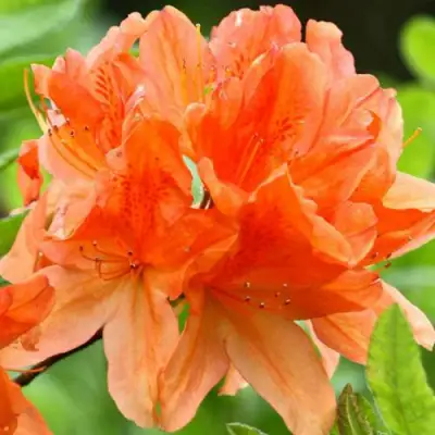 Азалия ГЕЙША ОРАНЖ японская в Светлогорске