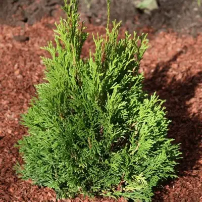 Туя МИКИ западная в Светлогорске