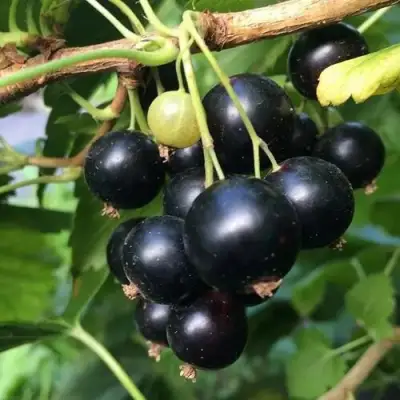 Смородина чёрная ДАБРАДЗЕЯ в Светлогорске