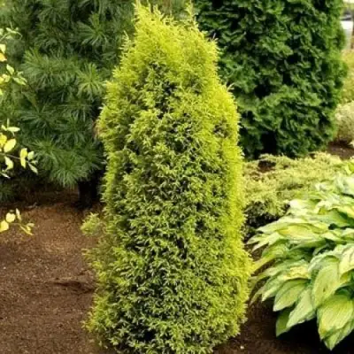 Можжевельник ГОЛД КОН обыкновенный в Светлогорске