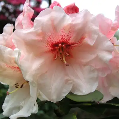 Рододендрон ХАНЯ	 в Светлогорске