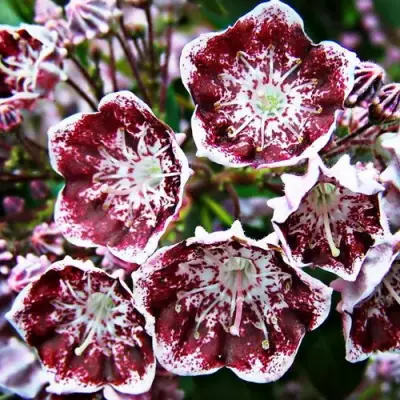 Кальмия БЛЕК ЛЕЙБЛ  в Светлогорске