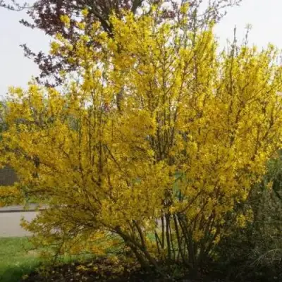 Форзиция КАМСОН промежуточная в Светлогорске