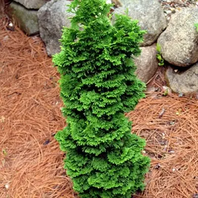 Туя СПИРАЛИС МИНИ западная в Светлогорске