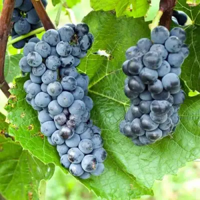 Виноград ВЭЛИАНТ в Светлогорске
