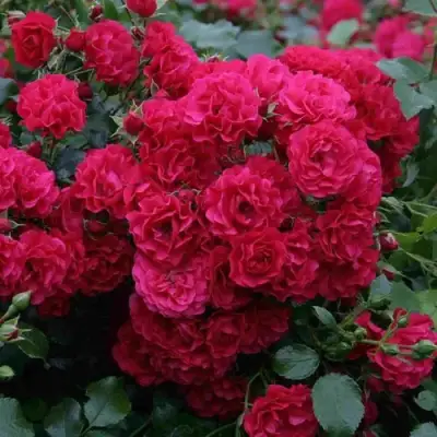 Роза РАДОСТЬ САДОВНИКА (ГАРТЕН ФРОЙДЕ) почвопокровная в Светлогорске