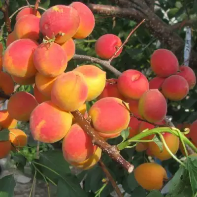 Абрикос РУБИН в Светлогорске