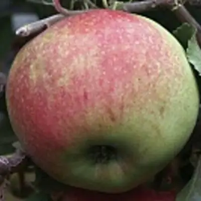 Яблоня СОКОЛОВСКОЕ стелющаяся в Светлогорске