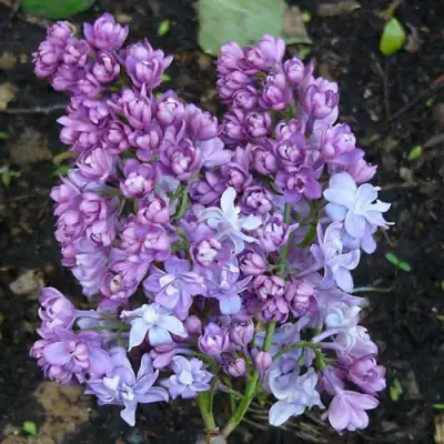 Сирень НАДЕЖДА в Светлогорске