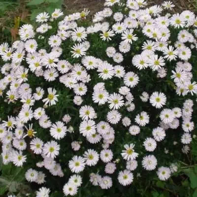 Астра ВАЙС многолетняя в Светлогорске