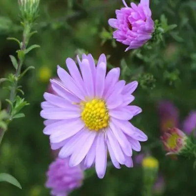 Астра СТРОУБЕРРИ ЭНД КРИМ новобельгийская в Светлогорске