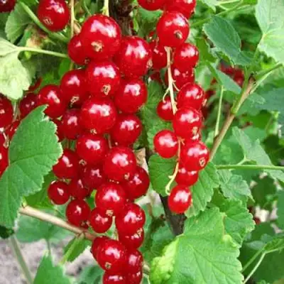 Смородина красная ФЕРТОДИ в Светлогорске