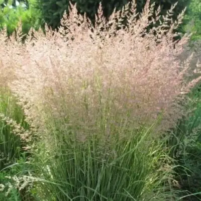 Вейник ОВЕРДАМ остроцветковый в Светлогорске