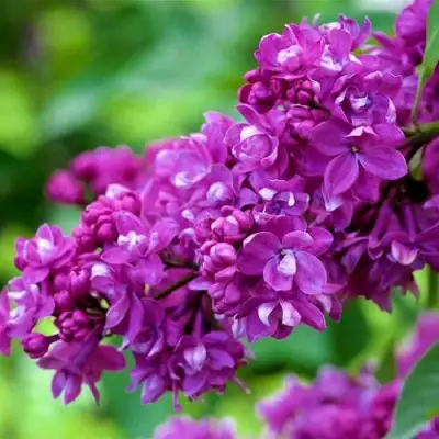 Сирень ОГНИ ДОНБАССА в Светлогорске