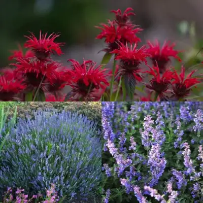 Комплект АРОМАТНЫЙ ЧАЙ в Светлогорске