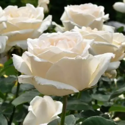 Роза БОИНГ чайно-гибридная в Светлогорске