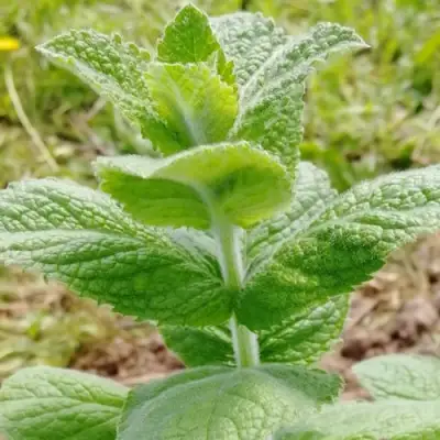Мята яблочная в Светлогорске
