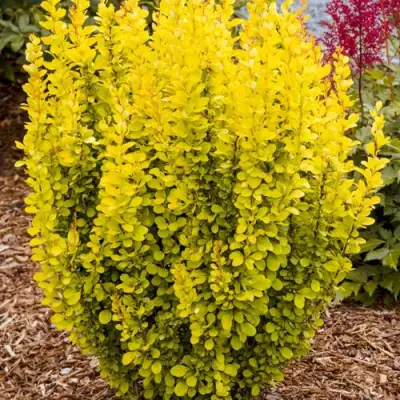 Барбарис ГОЛДЕН ТОРЧ тунберга в Светлогорске