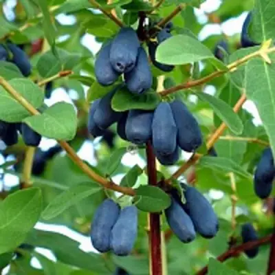 Жимолость съедобная АМФОРА в Светлогорске