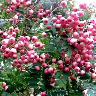 Рябина COREAL сладкоплодная  в Светлогорске