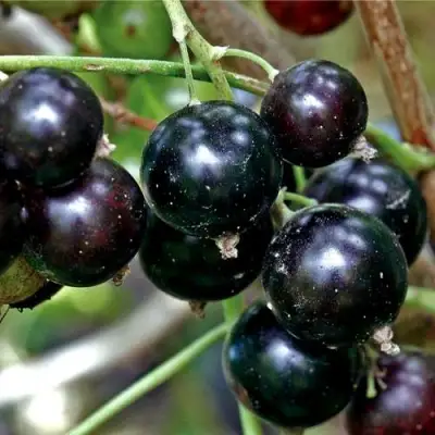 Смородина чёрная ЧЕРЕШНЁВАЯ в Светлогорске