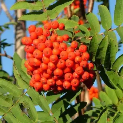 Рябина САХАРНАЯ ПЕТРОВА сладкоплодная в Светлогорске