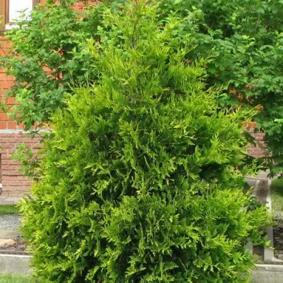 Туя АНЯ (АНИЕ) западная в Светлогорске