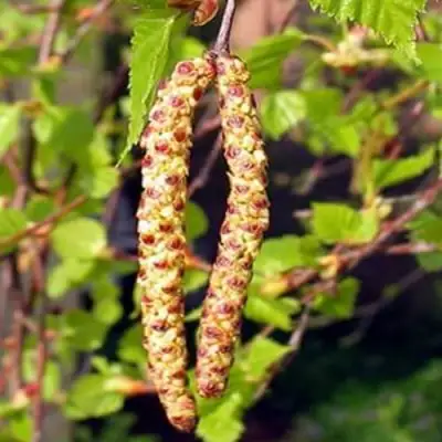 Береза бородавчатая в Светлогорске