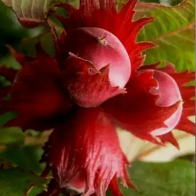 Фундук БАГРЯНЕЦ в Светлогорске