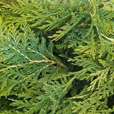 Кипарисовик ЭЛВУДИ ЭМПАЙР лавсона в Светлогорске