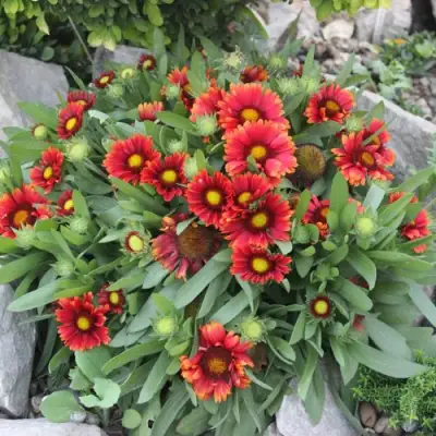 Гайлардия АРИЗОНА РЕД ШЕЙДС в Светлогорске