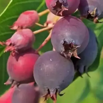 Ирга MANDAN в Светлогорске